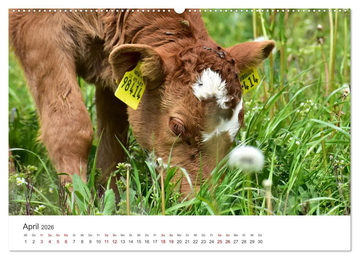 Bild: 9783457496329 | Kälber - Kleine Herzensbrecher auf den Wiesen (Wandkalender 2026...