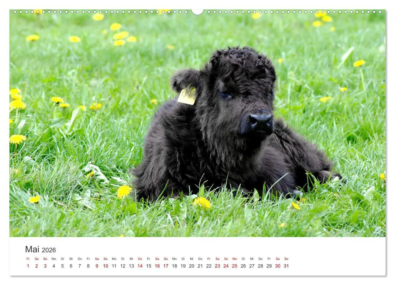 Bild: 9783457496329 | Kälber - Kleine Herzensbrecher auf den Wiesen (Wandkalender 2026...