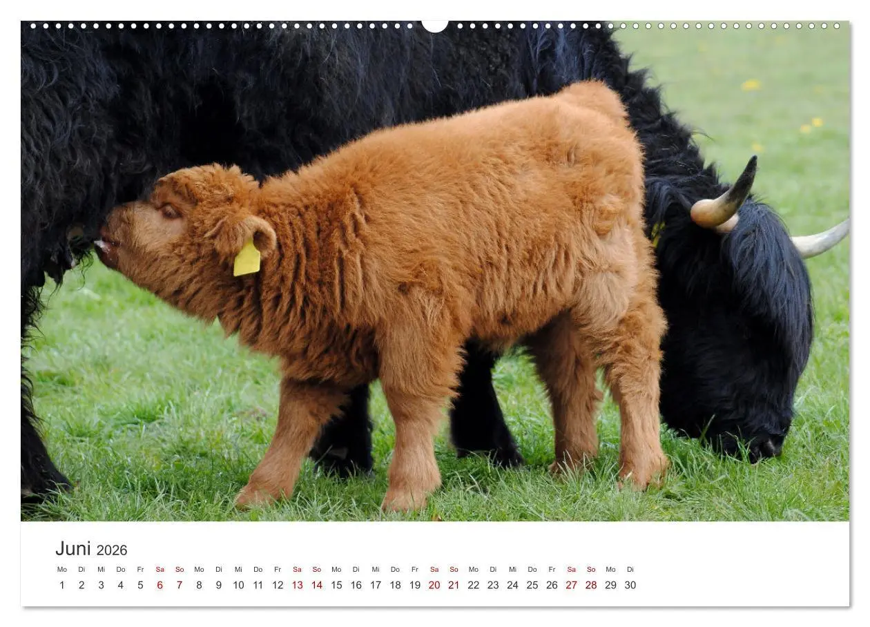 Bild: 9783457496329 | Kälber - Kleine Herzensbrecher auf den Wiesen (Wandkalender 2026...