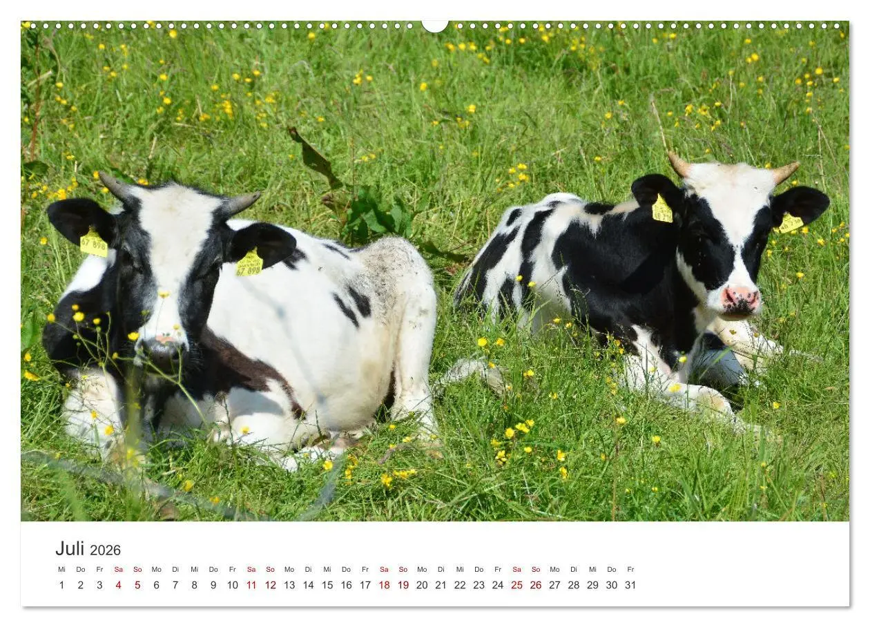 Bild: 9783457496329 | Kälber - Kleine Herzensbrecher auf den Wiesen (Wandkalender 2026...