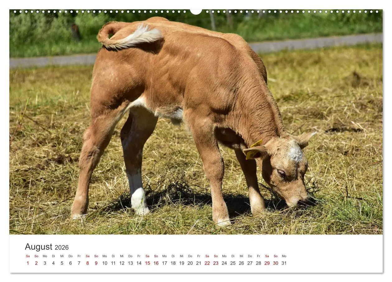 Bild: 9783457496329 | Kälber - Kleine Herzensbrecher auf den Wiesen (Wandkalender 2026...