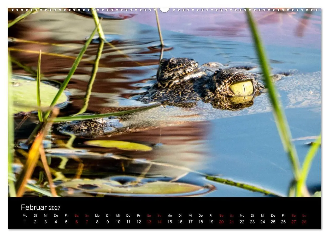 Bild: 9783569816329 | Afrika - Faszination Tierwelt (Wandkalender 2027 DIN A2 quer),...