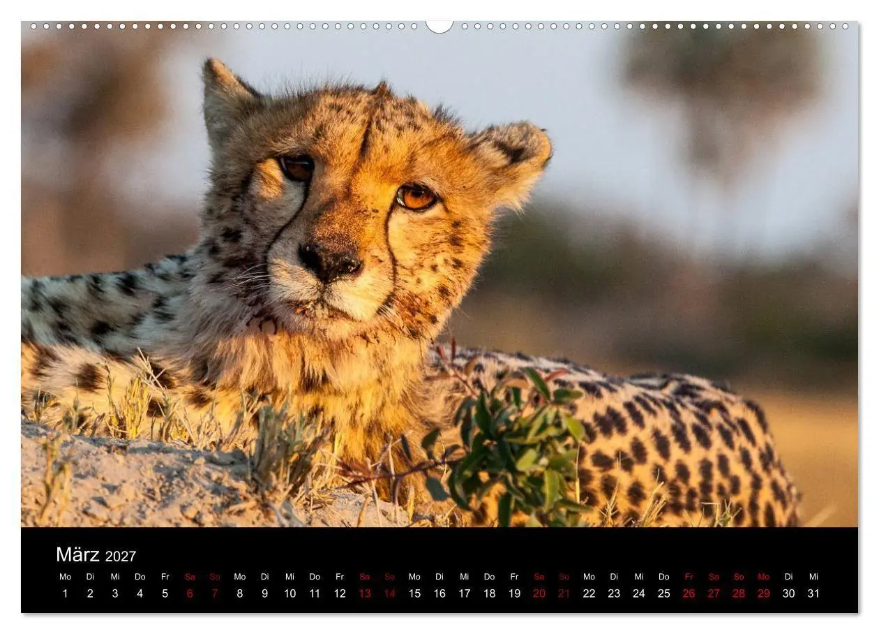 Bild: 9783569816329 | Afrika - Faszination Tierwelt (Wandkalender 2027 DIN A2 quer),...