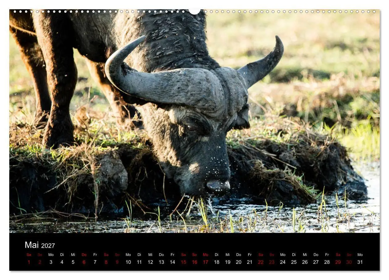 Bild: 9783569816329 | Afrika - Faszination Tierwelt (Wandkalender 2027 DIN A2 quer),...