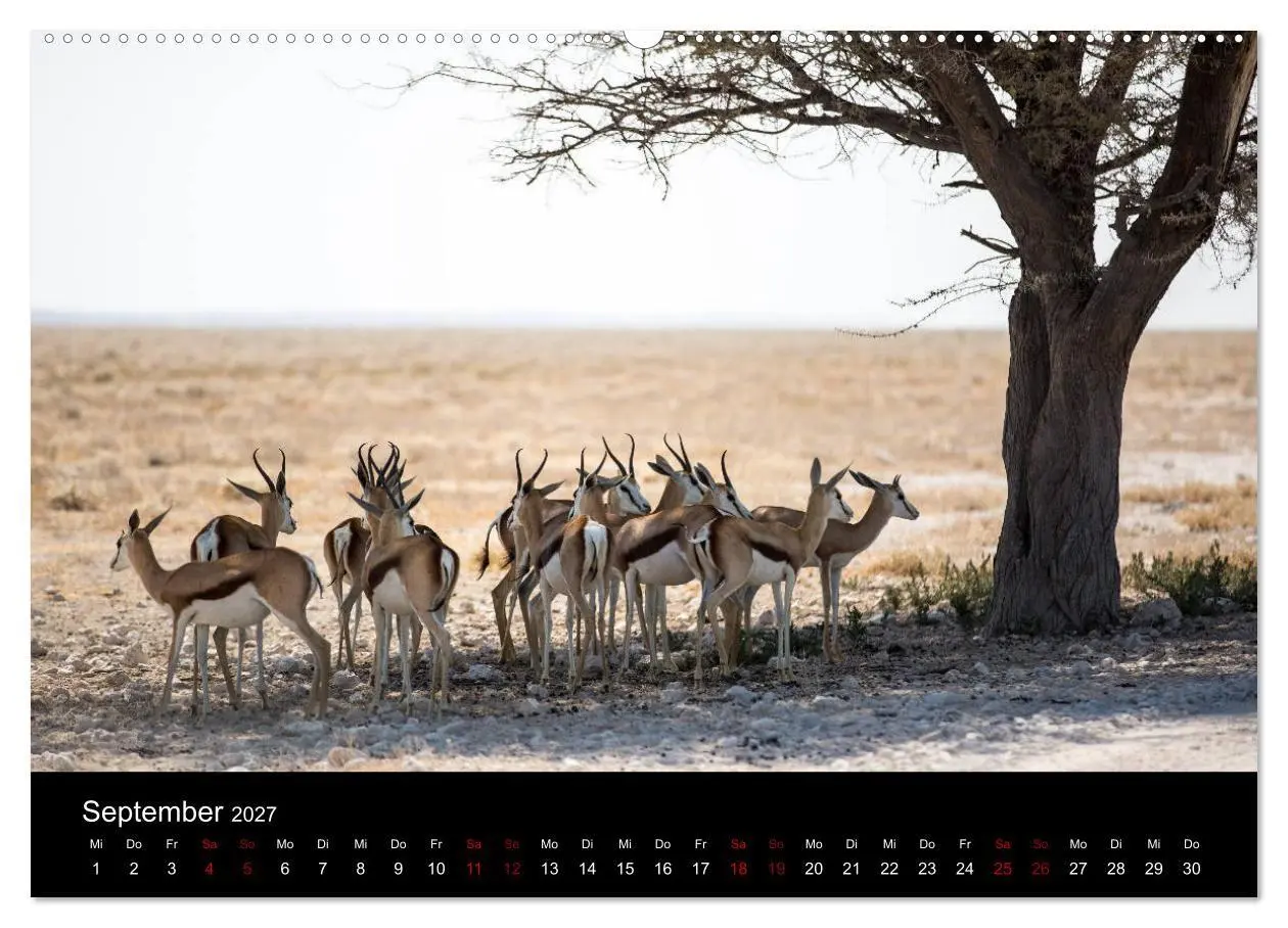 Bild: 9783569816329 | Afrika - Faszination Tierwelt (Wandkalender 2027 DIN A2 quer),...