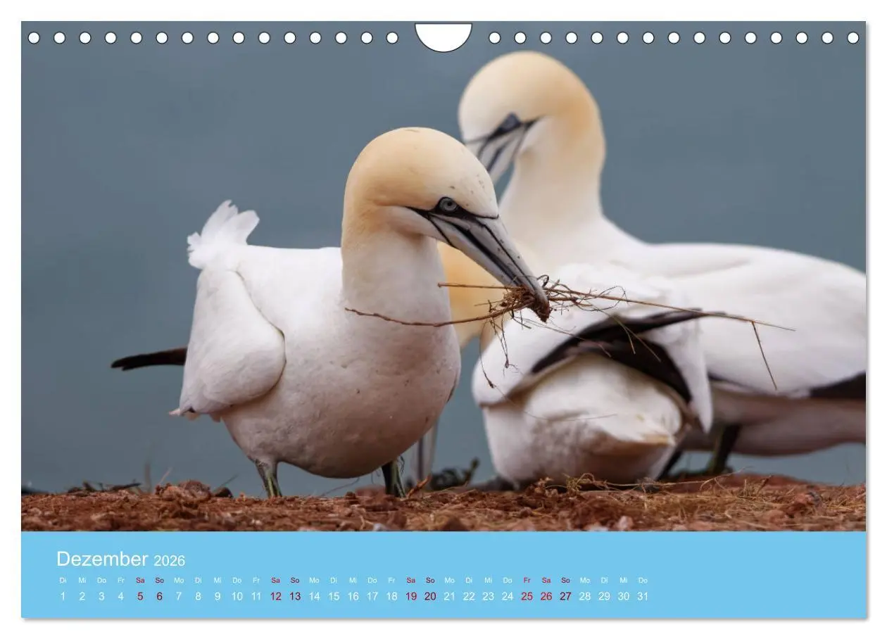 Bild: 9783457546529 | Basstölpel auf Helgoland - von Ostfriesenfotografie (Wandkalender...