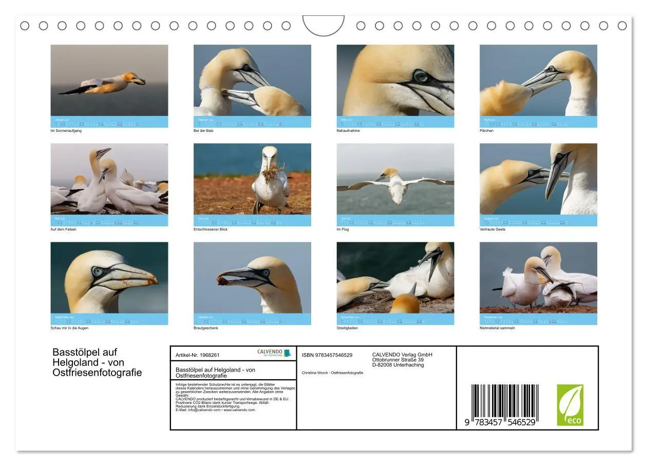 Bild: 9783457546529 | Basstölpel auf Helgoland - von Ostfriesenfotografie (Wandkalender...