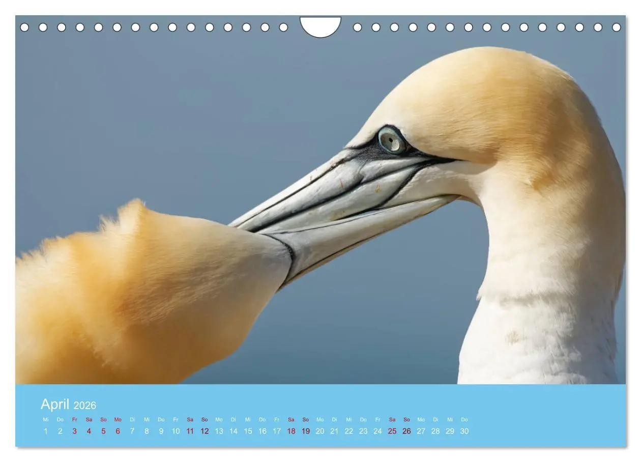 Bild: 9783457546529 | Basstölpel auf Helgoland - von Ostfriesenfotografie (Wandkalender...