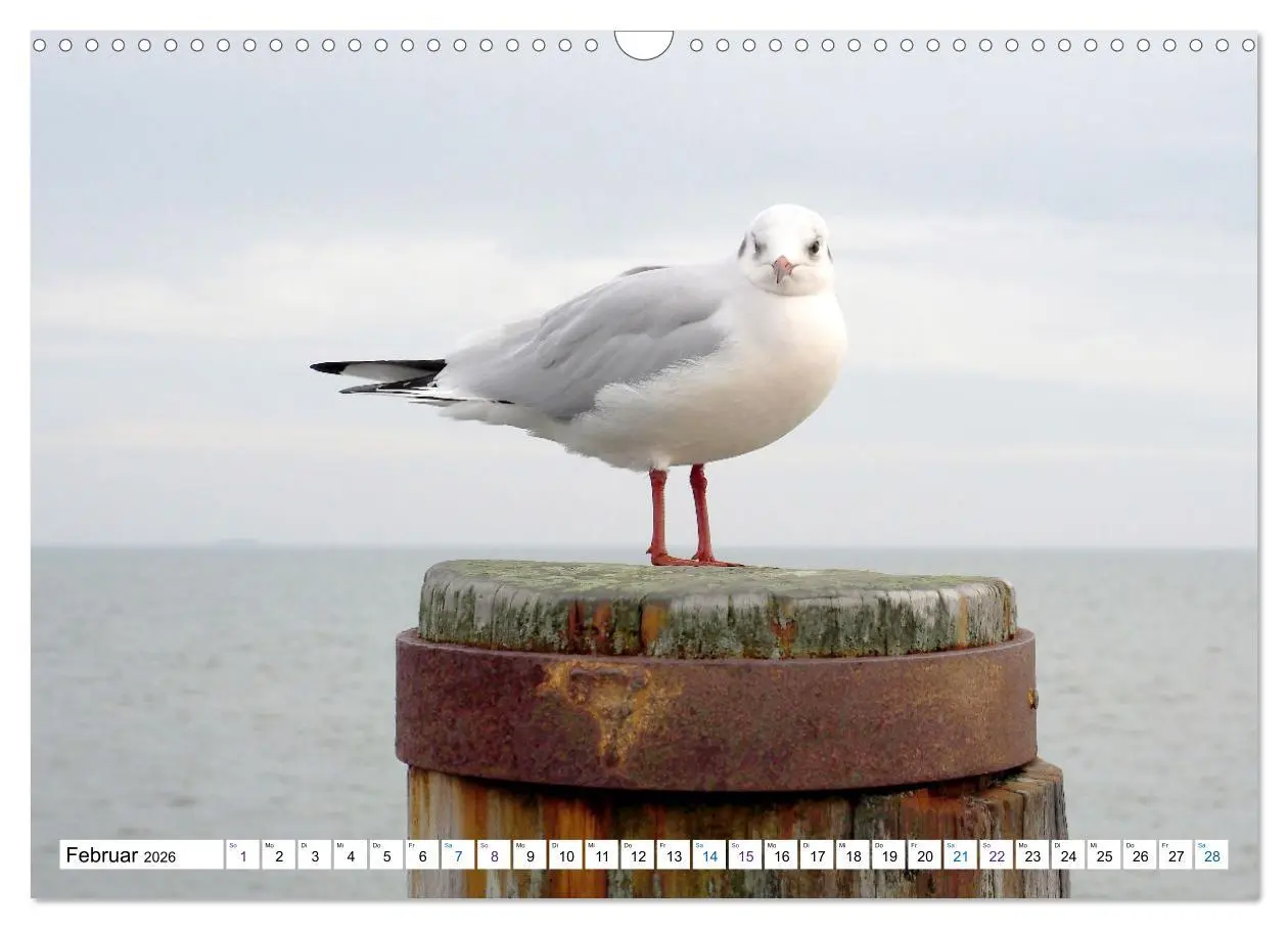 Bild: 9783457606629 | Föhr - Wasser Landschaft Wind und Meer (Wandkalender 2026 DIN A3...