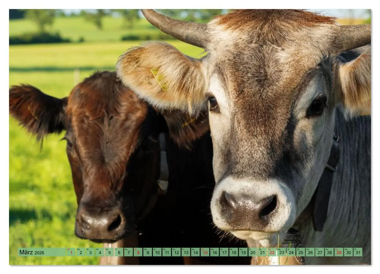 Bild: 9783516626629 | Voll kuhl - der Kuhkalender mit Kühen aus dem Allgäu (hochwertiger...