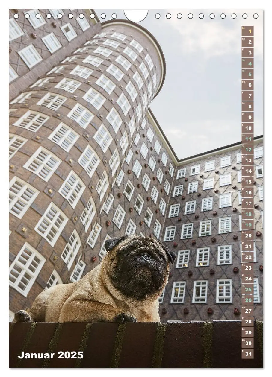 Bild: 9783435986729 | Möpse in Hamburg (Wandkalender 2025 DIN A4 hoch), CALVENDO...