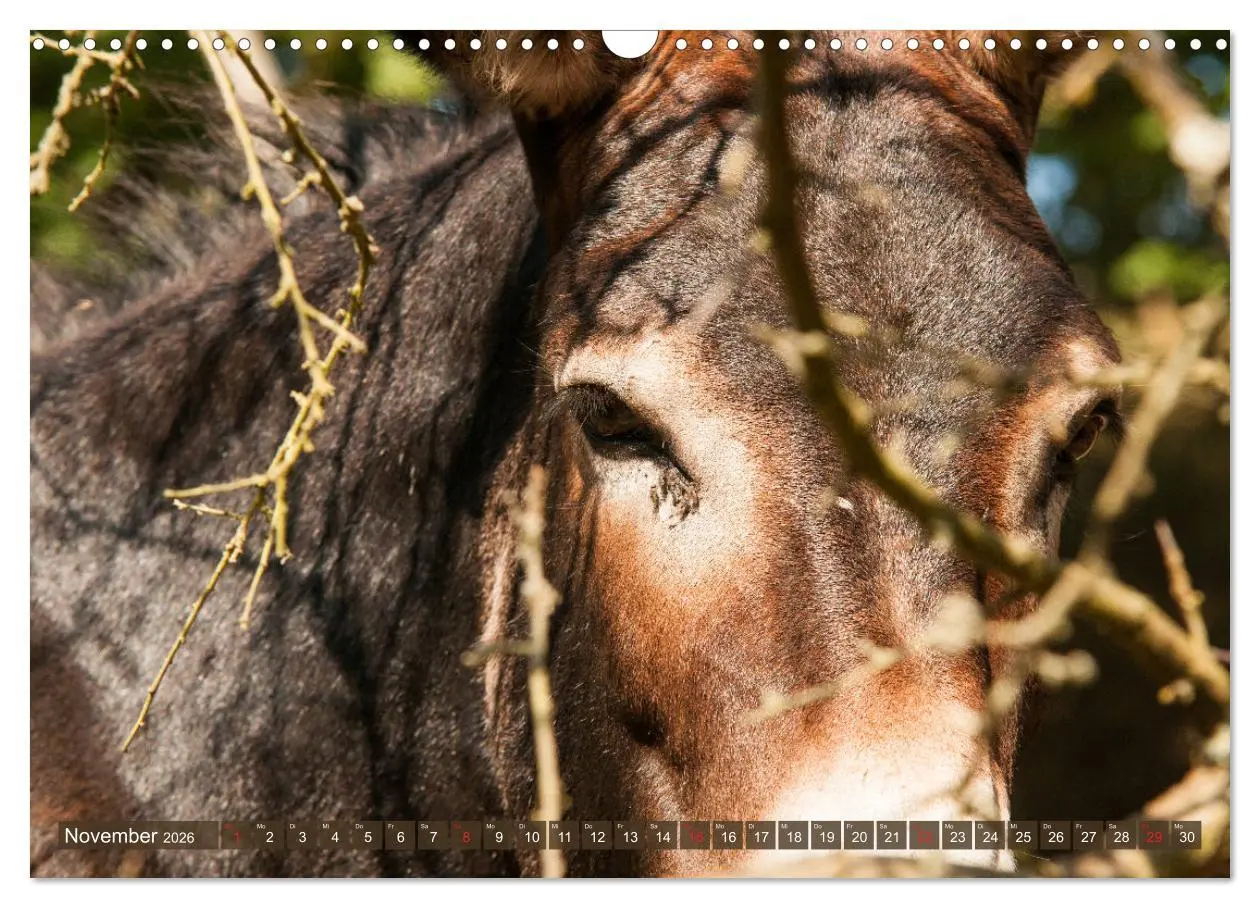 Bild: 9783457756829 | Kunterbunte Eselwelt - Liebenswerte Langohren (Wandkalender 2026...