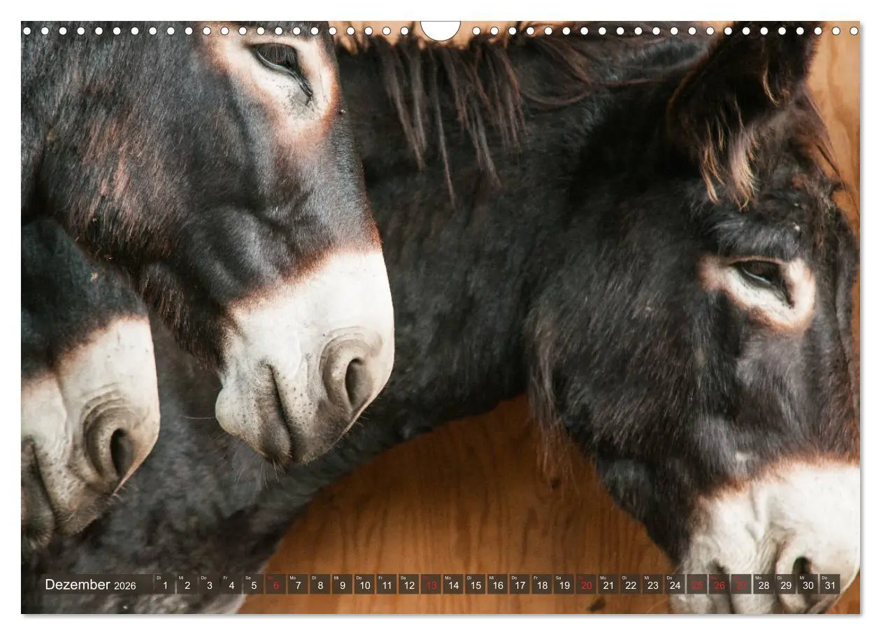 Bild: 9783457756829 | Kunterbunte Eselwelt - Liebenswerte Langohren (Wandkalender 2026...