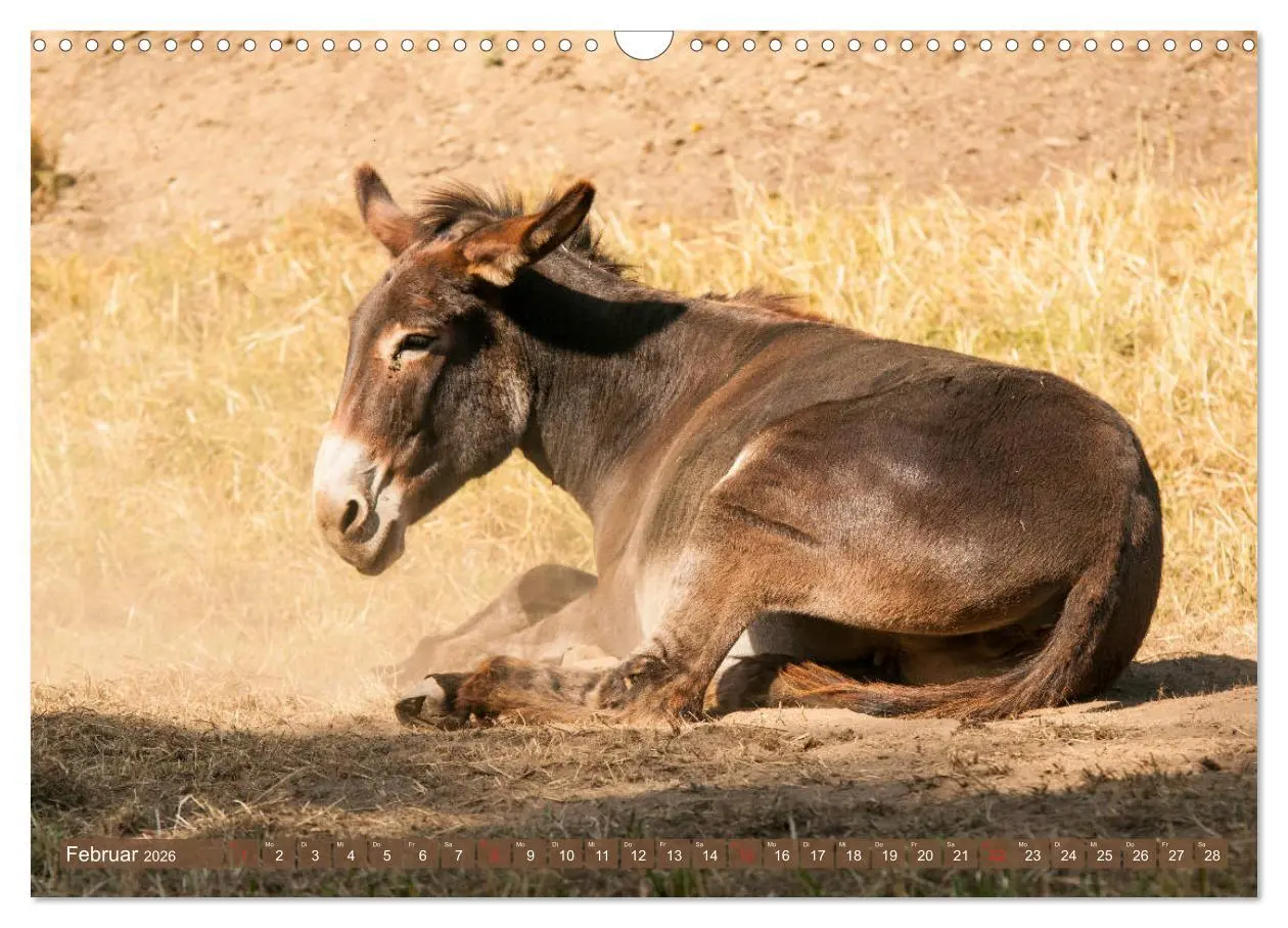 Bild: 9783457756829 | Kunterbunte Eselwelt - Liebenswerte Langohren (Wandkalender 2026...