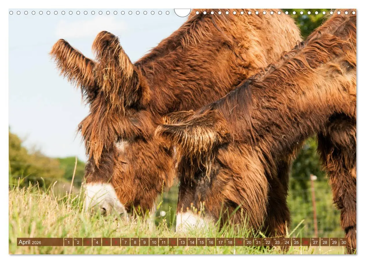 Bild: 9783457756829 | Kunterbunte Eselwelt - Liebenswerte Langohren (Wandkalender 2026...