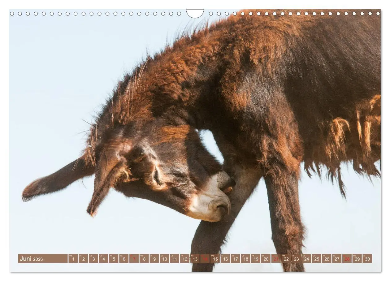 Bild: 9783457756829 | Kunterbunte Eselwelt - Liebenswerte Langohren (Wandkalender 2026...