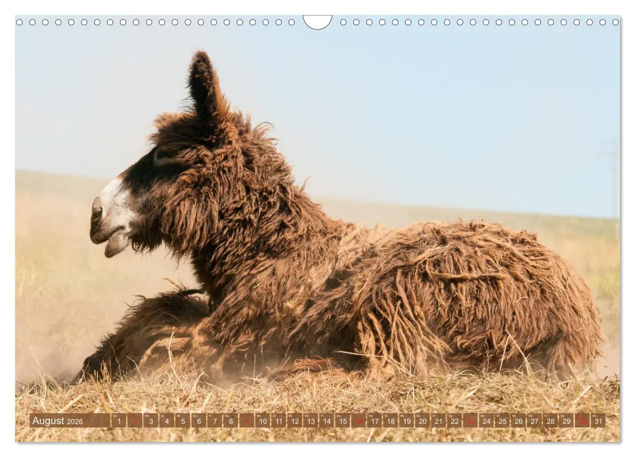 Bild: 9783457756829 | Kunterbunte Eselwelt - Liebenswerte Langohren (Wandkalender 2026...