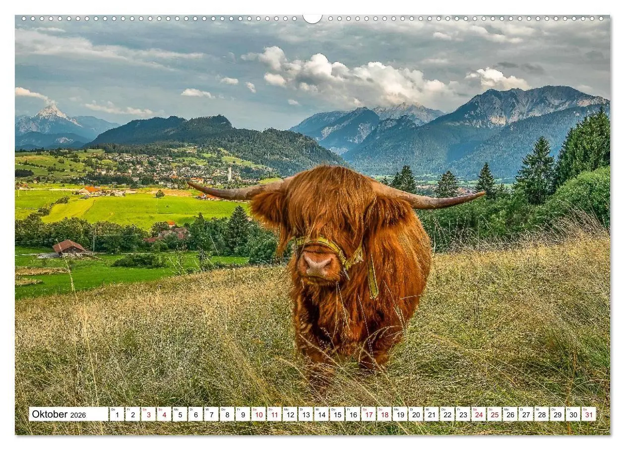 Bild: 9783516696929 | Kuhle Typen (Wandkalender 2026 DIN A2 quer), CALVENDO Monatskalender