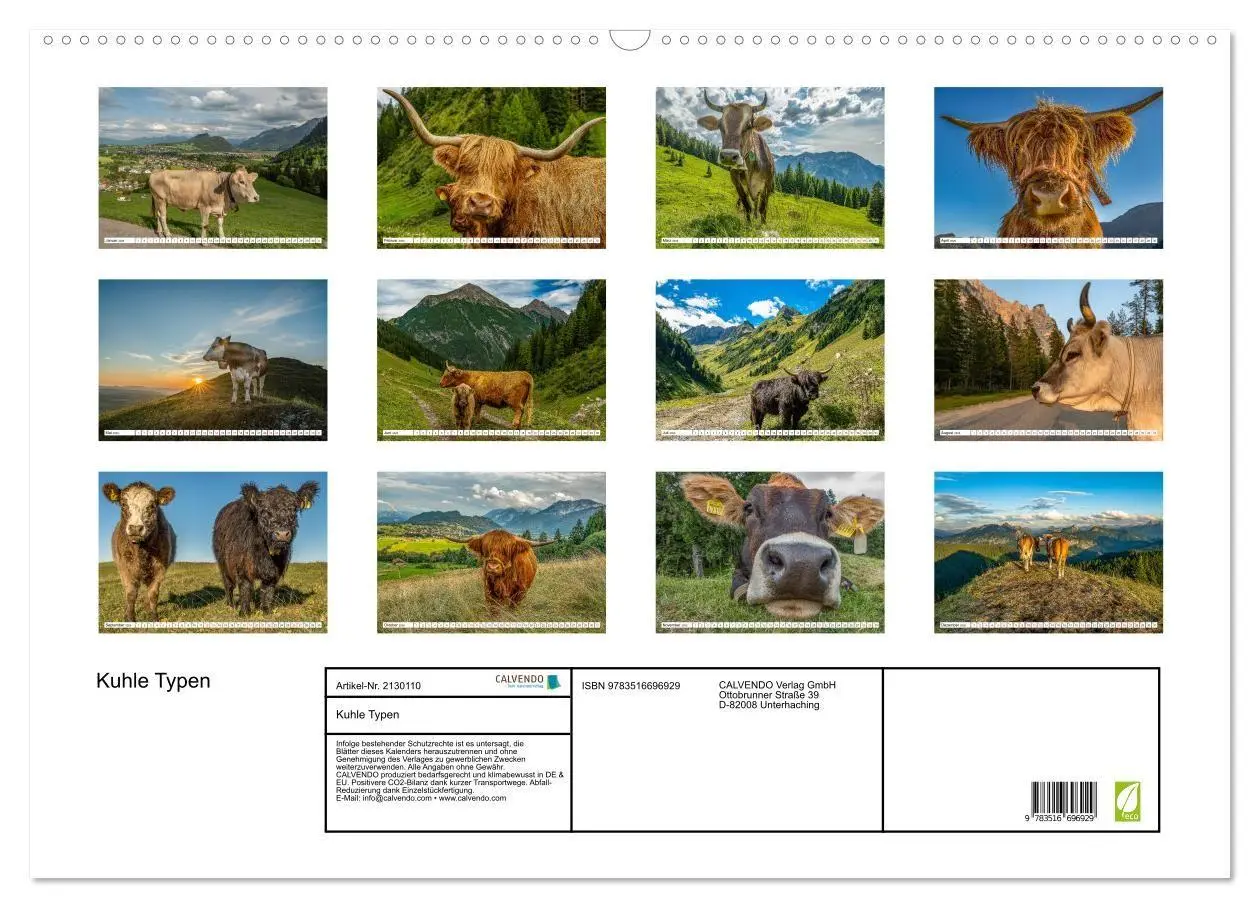 Bild: 9783516696929 | Kuhle Typen (Wandkalender 2026 DIN A2 quer), CALVENDO Monatskalender