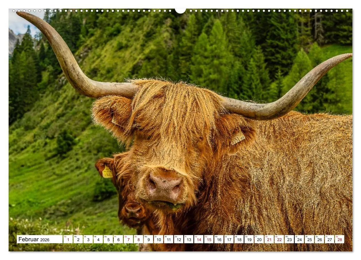 Bild: 9783516696929 | Kuhle Typen (Wandkalender 2026 DIN A2 quer), CALVENDO Monatskalender