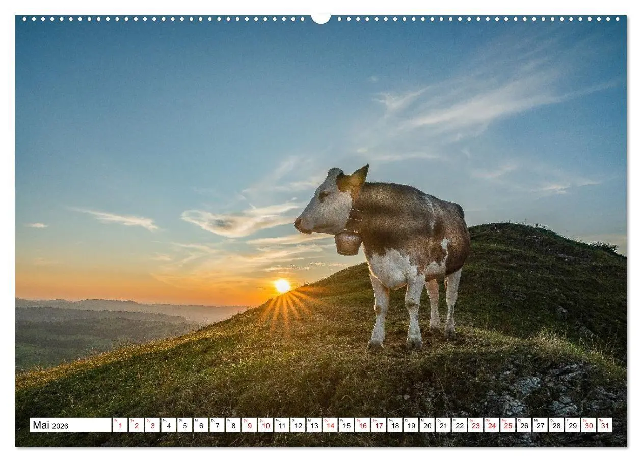 Bild: 9783516696929 | Kuhle Typen (Wandkalender 2026 DIN A2 quer), CALVENDO Monatskalender