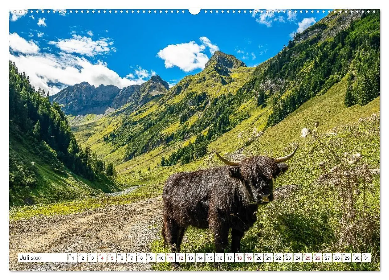 Bild: 9783516696929 | Kuhle Typen (Wandkalender 2026 DIN A2 quer), CALVENDO Monatskalender