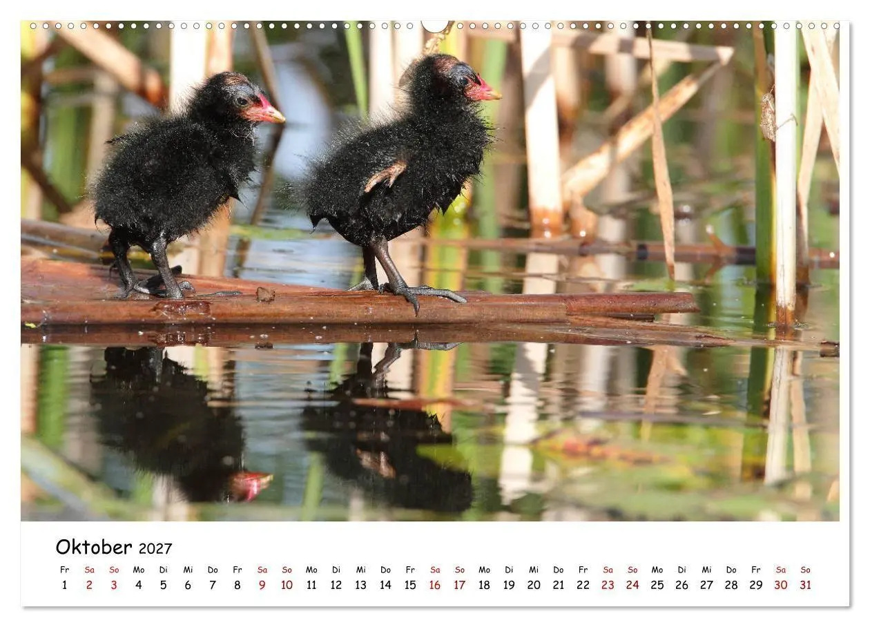 Bild: 9783569546929 | Tierkinder in freier Wildbahn (hochwertiger Premium Wandkalender...