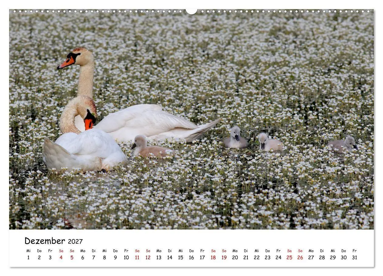 Bild: 9783569546929 | Tierkinder in freier Wildbahn (hochwertiger Premium Wandkalender...