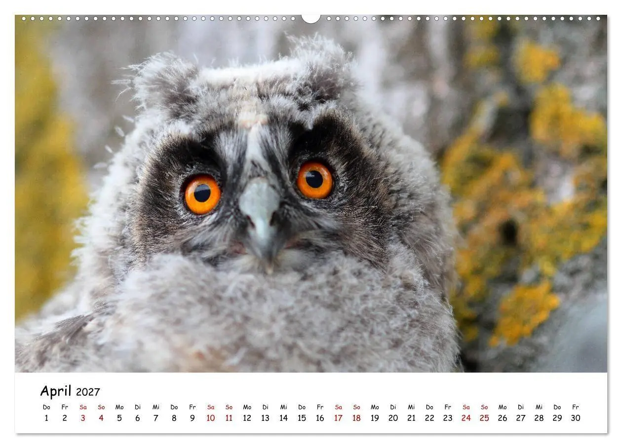 Bild: 9783569546929 | Tierkinder in freier Wildbahn (hochwertiger Premium Wandkalender...