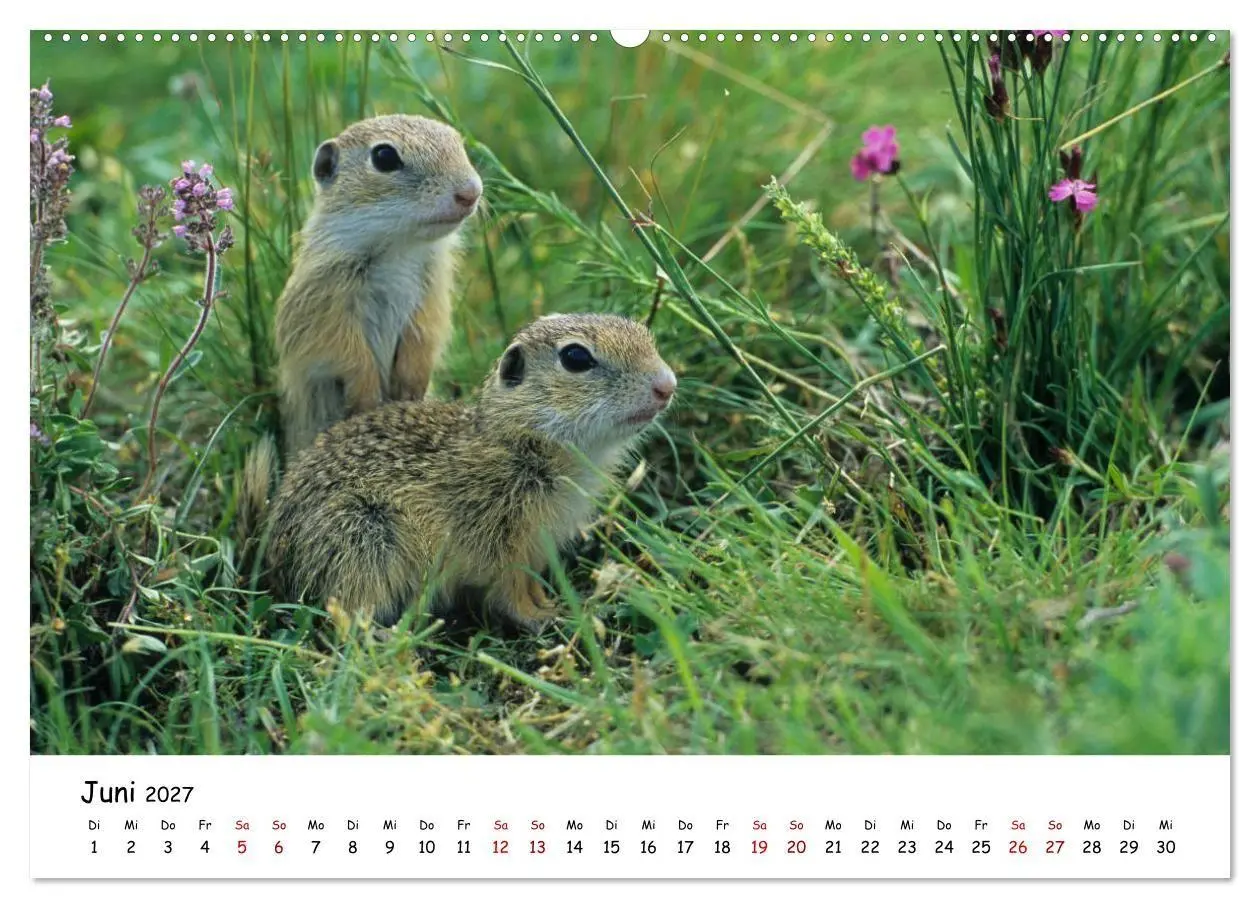 Bild: 9783569546929 | Tierkinder in freier Wildbahn (hochwertiger Premium Wandkalender...