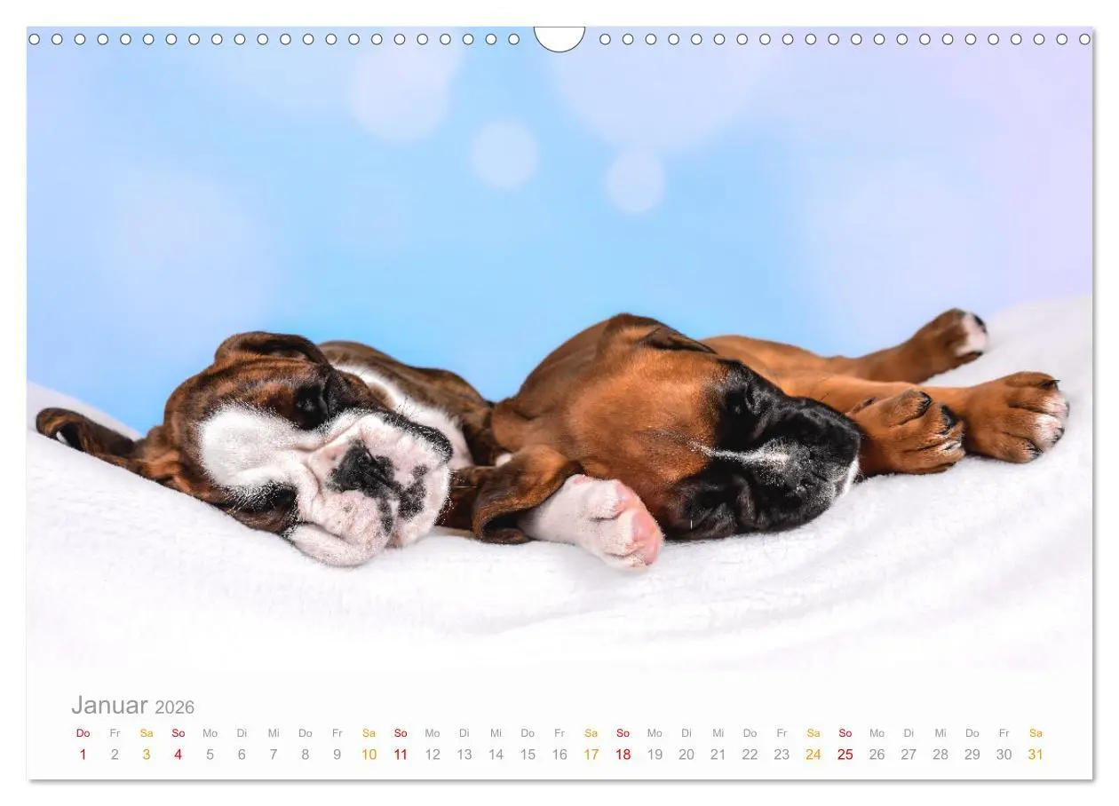 Bild: 9783457327029 | Boxer Welpen einfach zuckersüß (Wandkalender 2026 DIN A3 quer),...
