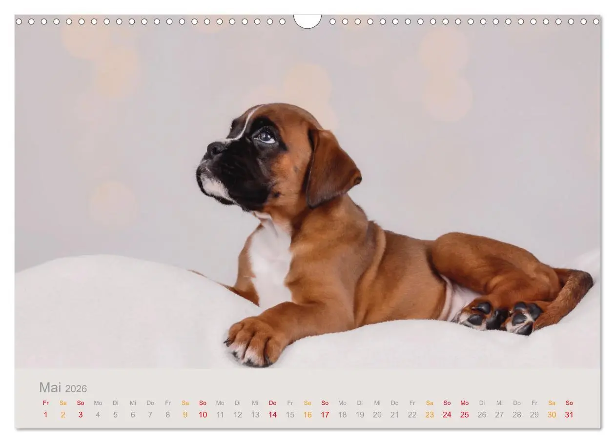 Bild: 9783457327029 | Boxer Welpen einfach zuckersüß (Wandkalender 2026 DIN A3 quer),...