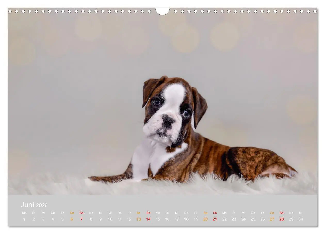 Bild: 9783457327029 | Boxer Welpen einfach zuckersüß (Wandkalender 2026 DIN A3 quer),...