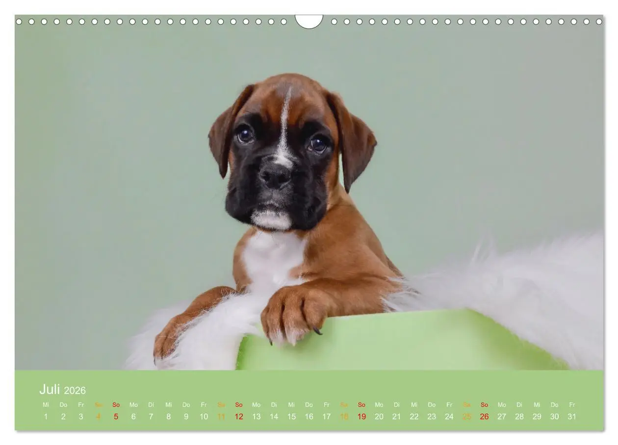 Bild: 9783457327029 | Boxer Welpen einfach zuckersüß (Wandkalender 2026 DIN A3 quer),...