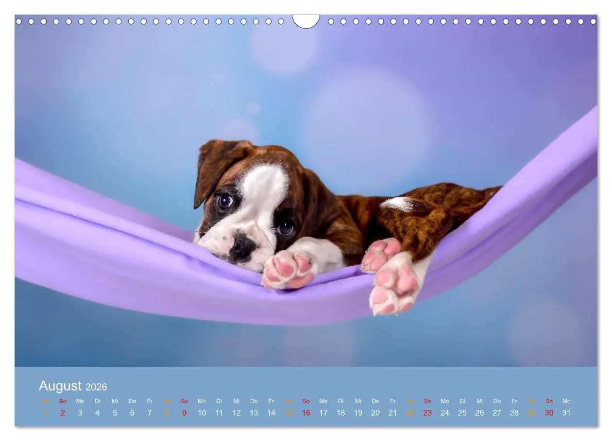 Bild: 9783457327029 | Boxer Welpen einfach zuckersüß (Wandkalender 2026 DIN A3 quer),...