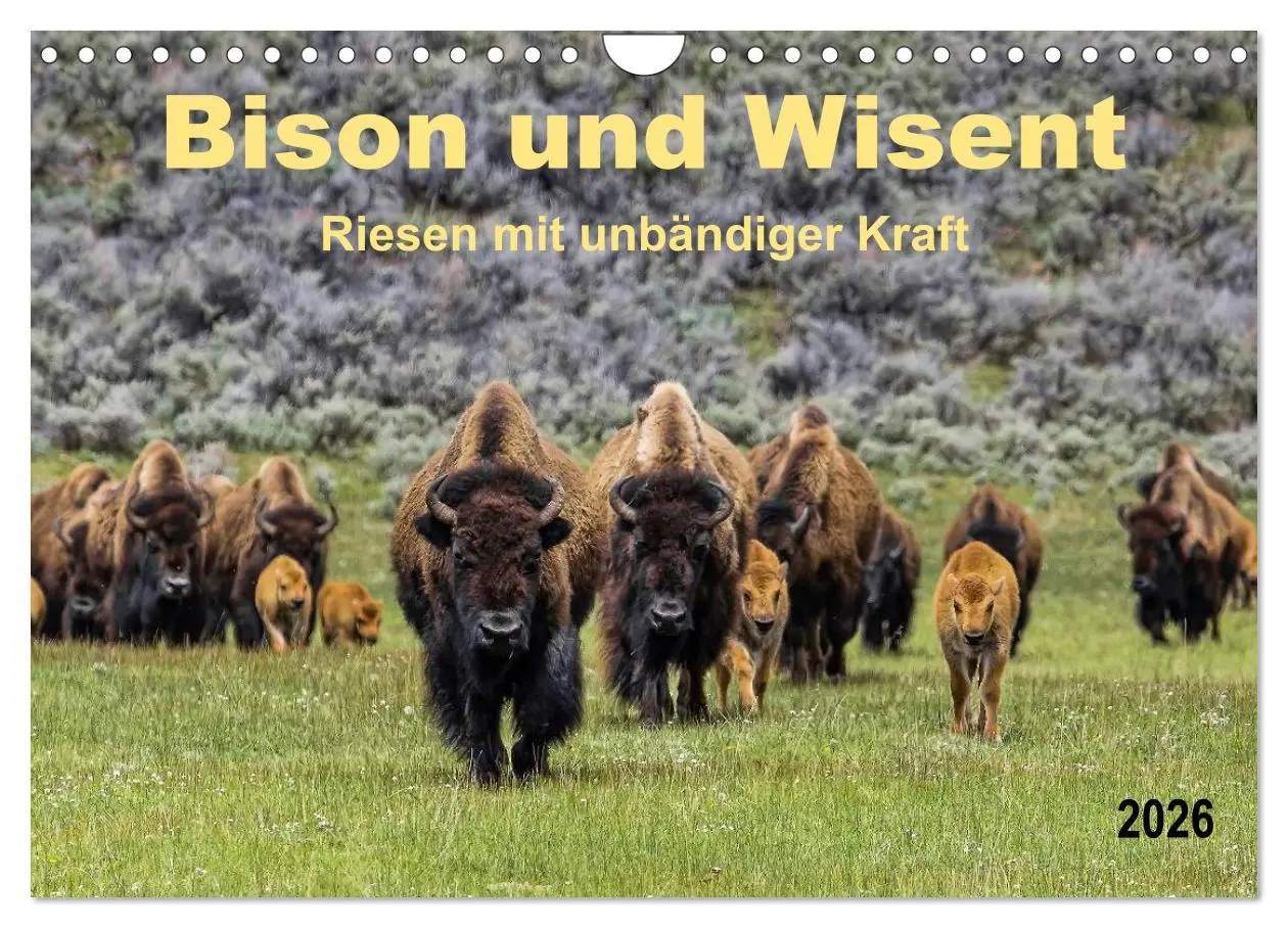 Cover: 9783516037029 | Bison und Wisent - Riesen mit unbändiger Kraft (Wandkalender 2026...