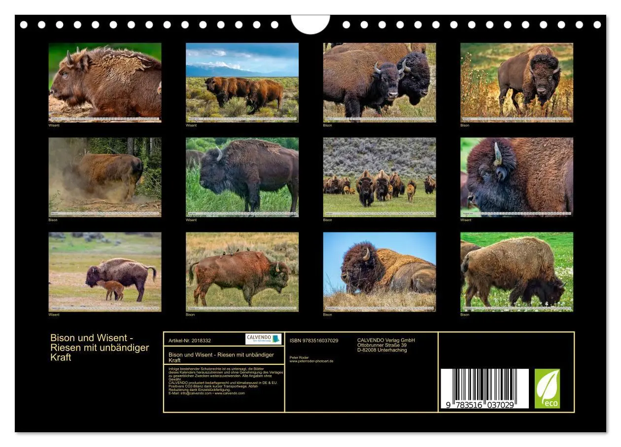 Bild: 9783516037029 | Bison und Wisent - Riesen mit unbändiger Kraft (Wandkalender 2026...