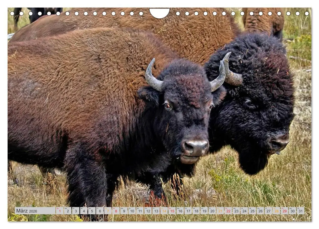 Bild: 9783516037029 | Bison und Wisent - Riesen mit unbändiger Kraft (Wandkalender 2026...