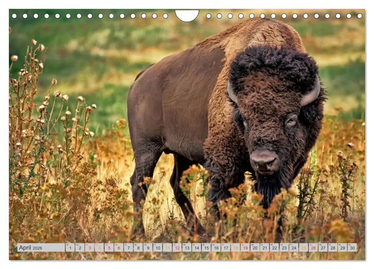 Bild: 9783516037029 | Bison und Wisent - Riesen mit unbändiger Kraft (Wandkalender 2026...