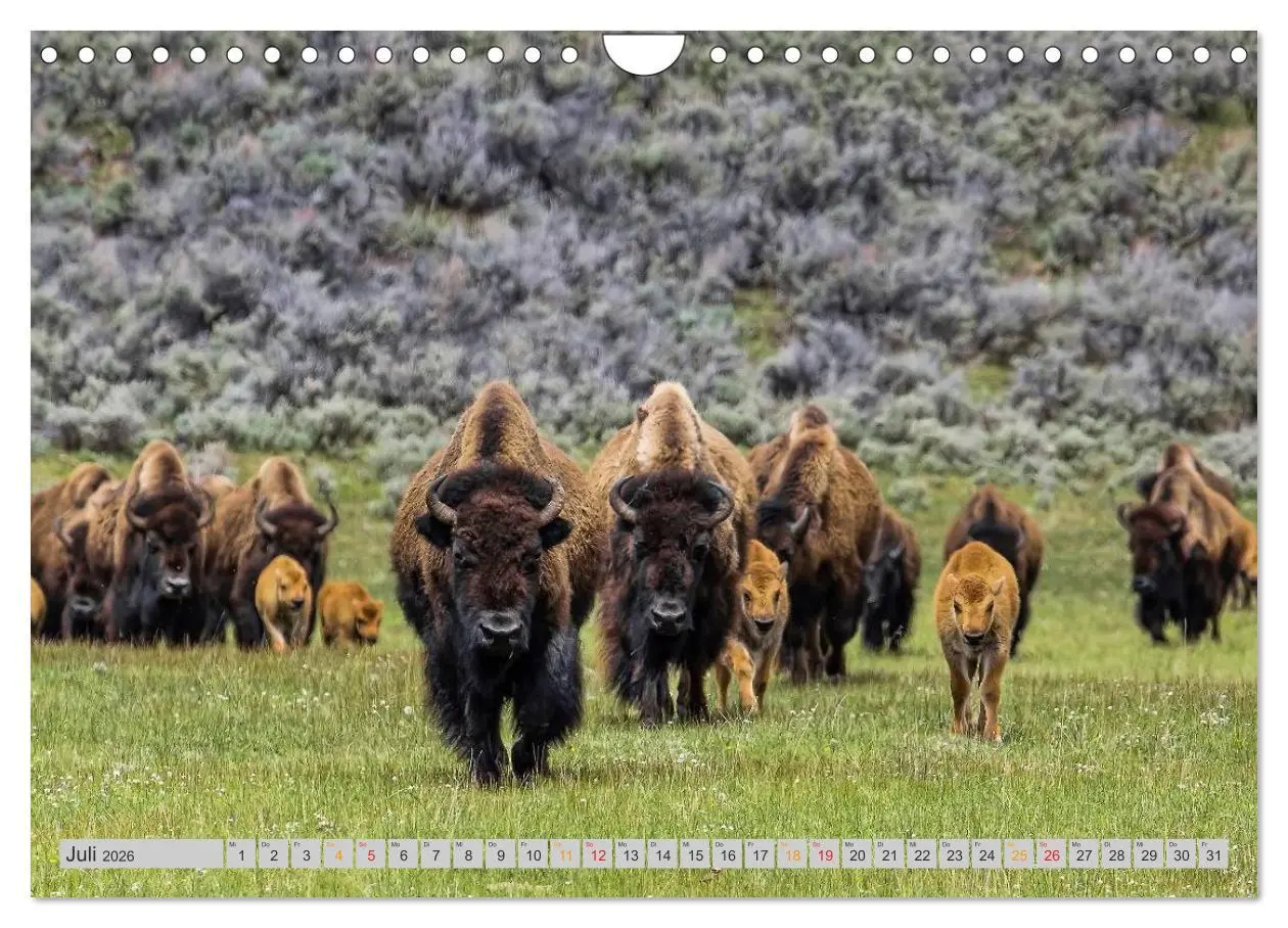 Bild: 9783516037029 | Bison und Wisent - Riesen mit unbändiger Kraft (Wandkalender 2026...
