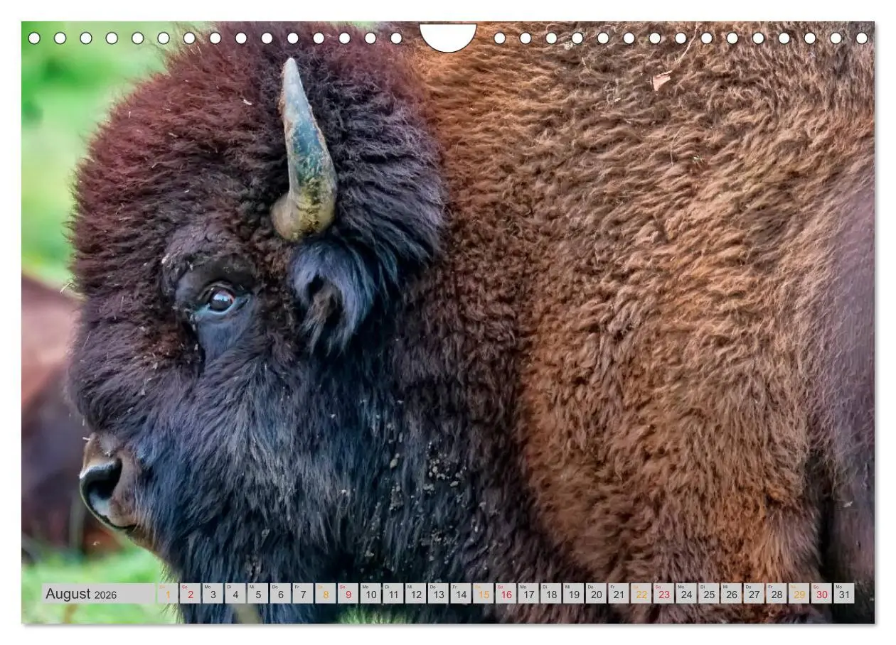 Bild: 9783516037029 | Bison und Wisent - Riesen mit unbändiger Kraft (Wandkalender 2026...