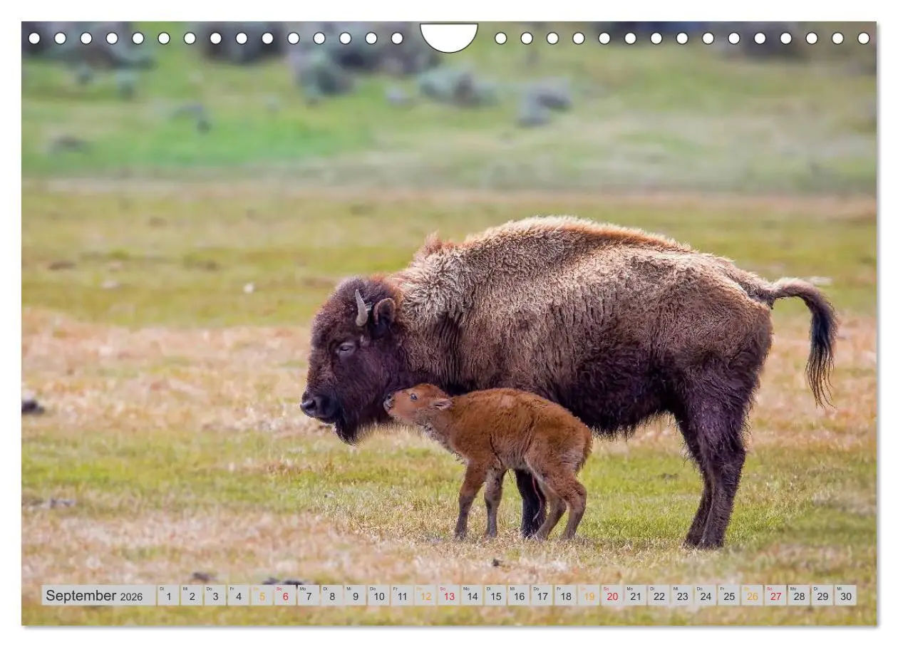 Bild: 9783516037029 | Bison und Wisent - Riesen mit unbändiger Kraft (Wandkalender 2026...
