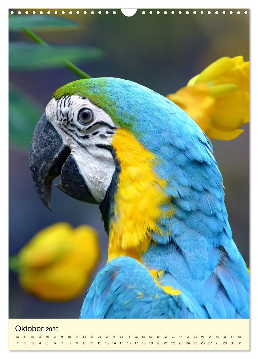 Bild: 9783516347029 | Die bunte Vielfalt Südamerikas - Aras, Amazonen und Sittiche im...
