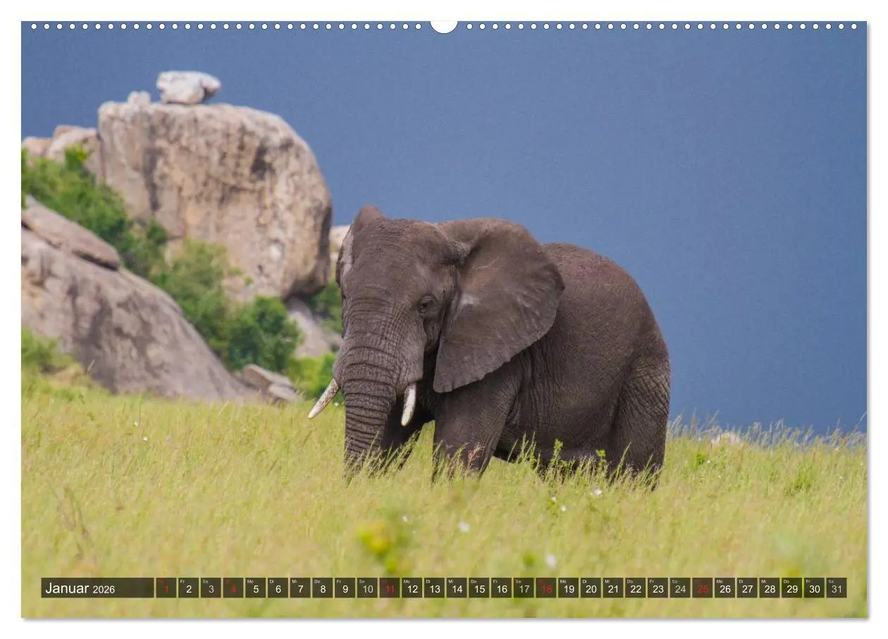 Bild: 9783516197129 | Abenteuer Tansania, Afrika (Wandkalender 2026 DIN A2 quer),...