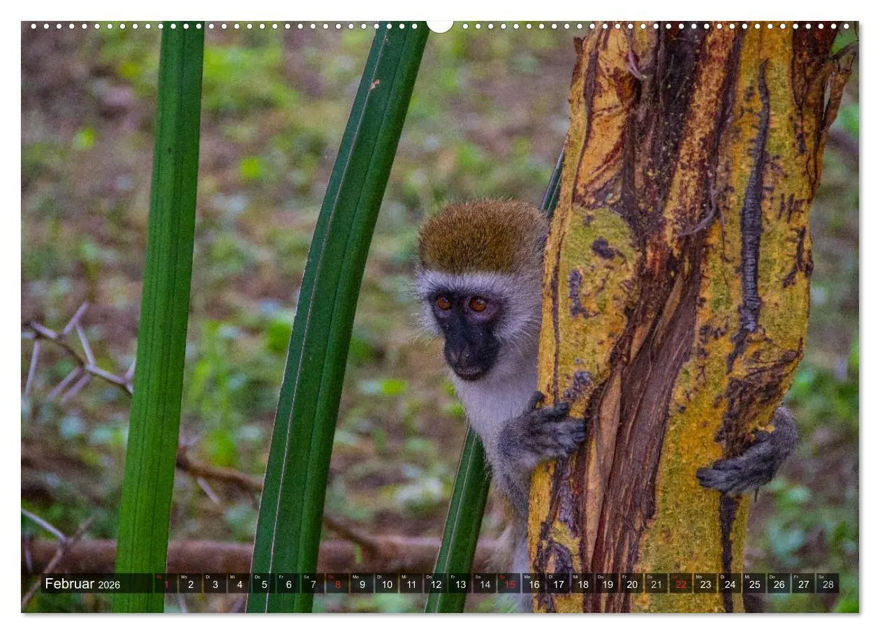 Bild: 9783516197129 | Abenteuer Tansania, Afrika (Wandkalender 2026 DIN A2 quer),...