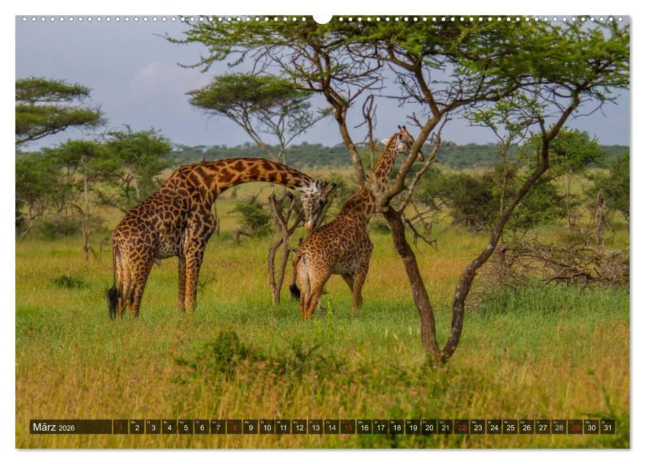 Bild: 9783516197129 | Abenteuer Tansania, Afrika (Wandkalender 2026 DIN A2 quer),...