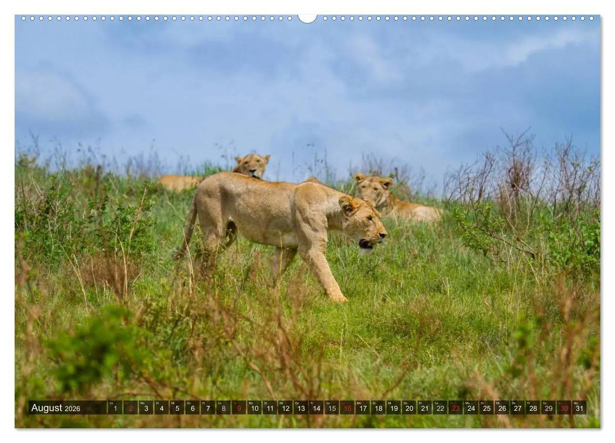 Bild: 9783516197129 | Abenteuer Tansania, Afrika (Wandkalender 2026 DIN A2 quer),...