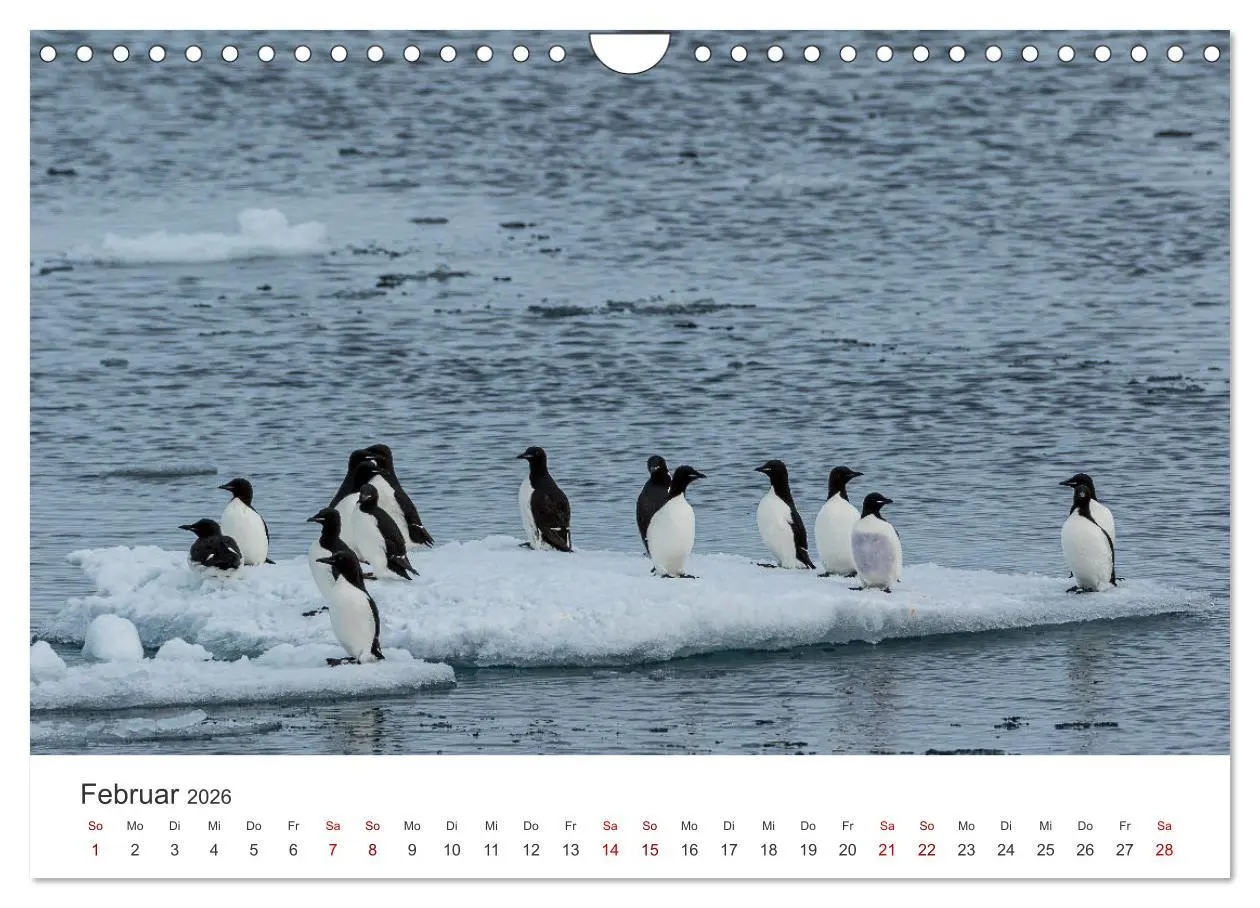 Bild: 9783457547229 | Spitzbergen - Eis, Eisbären und mehr (Wandkalender 2026 DIN A4...