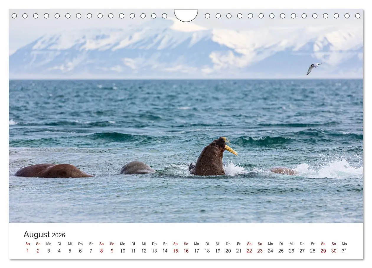 Bild: 9783457547229 | Spitzbergen - Eis, Eisbären und mehr (Wandkalender 2026 DIN A4...