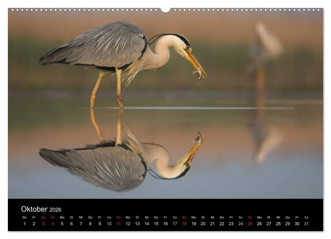 Bild: 9783516017229 | Reiher - Der Tanz auf dem Wasser (hochwertiger Premium Wandkalender...